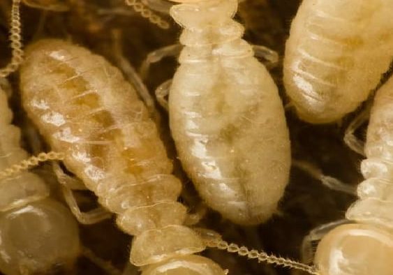 termite